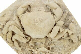Fossil Crab (Potamon) Preserved in Travertine - Turkey #242887