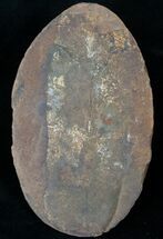 Fossil Neuropteris Seed Fern Leaf - Mazon Creek #14505