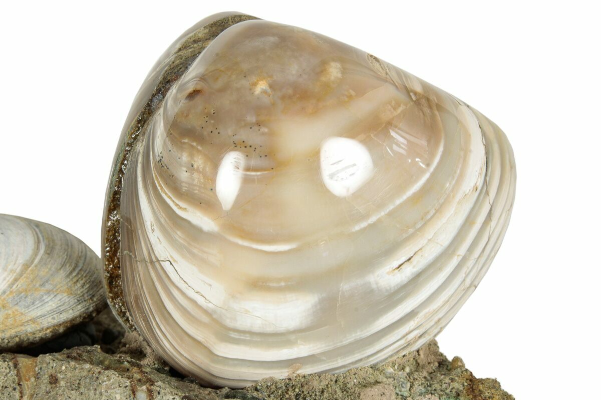 4.2" Cluster Of Polished Fossil Sand Dollars & Clams California