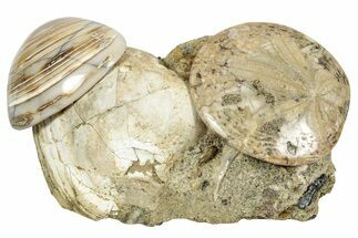 Cluster Of Polished Fossil Sand Dollars & Clams - California #242906