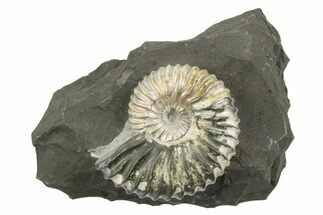 Iridescent Ammonite (Deshayesites) Fossil #243280