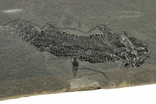 Devonian Lobe-Finned Fish (Osteolepis) Fossil - Scotland #243497