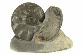 Triassic Ammonite (Ceratites praenodosus) w/ Bivalve - Germany #243506