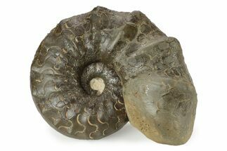 Triassic Ammonite (Ceratites nodosus) Fossil - Germany #243510