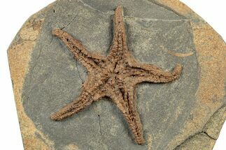 Ordovician Fossil Starfish - Morocco #243667