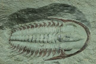 Cambrian Trilobite (Longianda) With Pos/Neg - Issafen, Morocco #243670