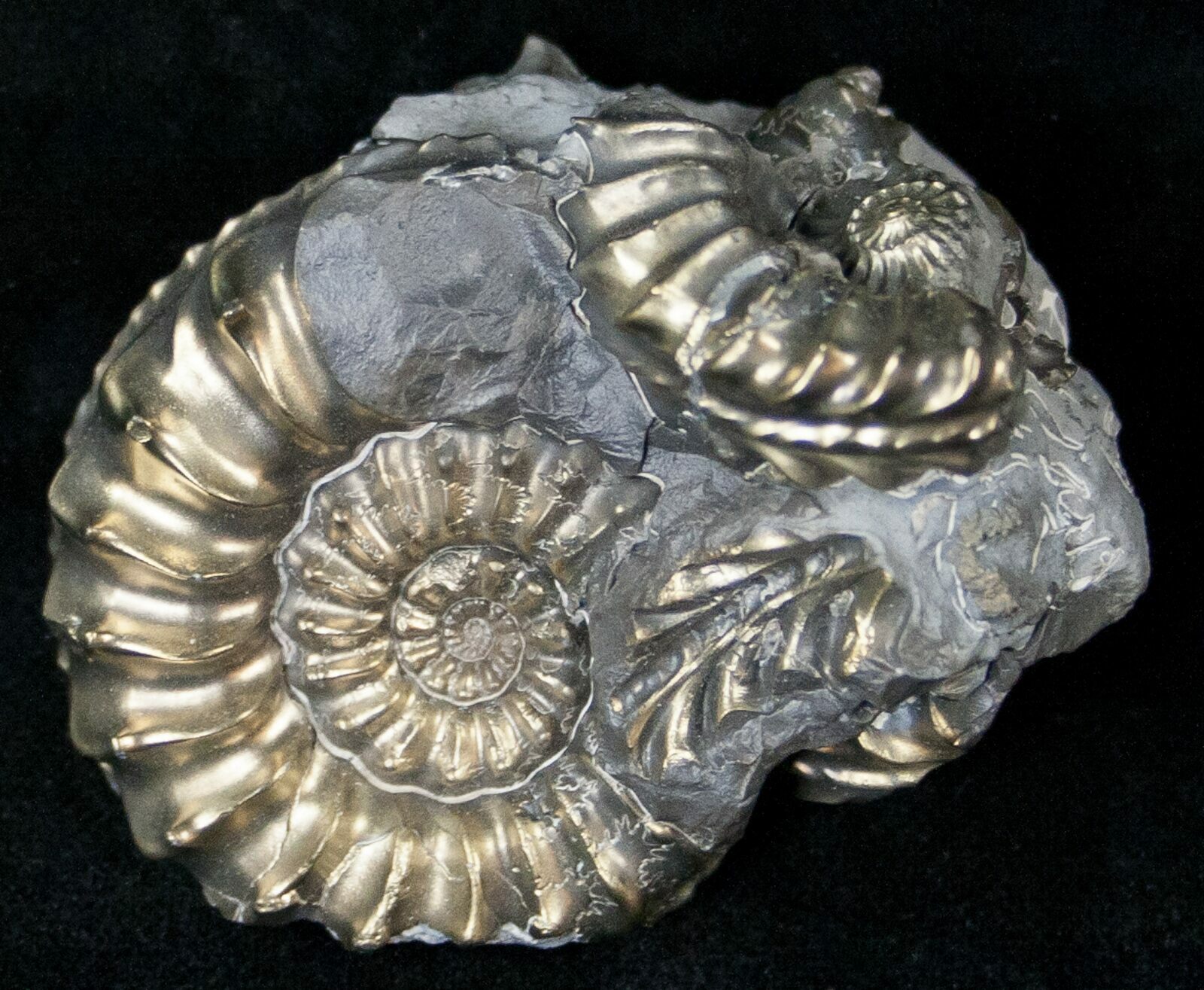 Pyritized Pleuroceras Ammonite Cluster - Germany For Sale (#14531 ...