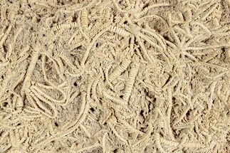 Crinoid (Ailsacrinus) Mass Mortality Plate - Northleach, England #243519