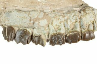 Fossil Running Rhino (Hyracodon) Upper Jaws - South Dakota #243599