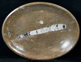 Fossil Orthoceras Serving Bowl - Stoneware #14538