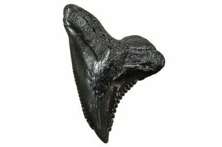 Snaggletooth Shark (Hemipristis) Tooth - South Carolina #240336