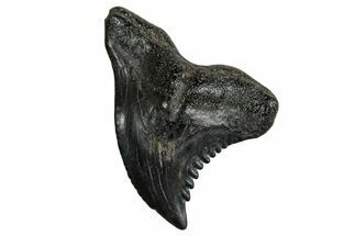Snaggletooth Shark (Hemipristis) Tooth - South Carolina #240347