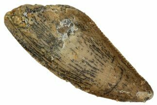 Serrated, Raptor Tooth - Real Dinosaur Tooth #243714
