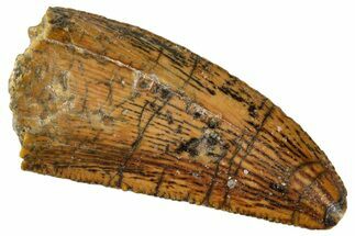 Serrated, Raptor Tooth - Real Dinosaur Tooth #243722