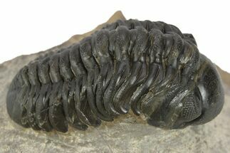 Detailed Reedops Trilobite - Aatchana, Morocco #243883