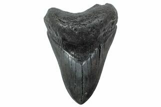 Fossil Megalodon Tooth - South Carolina #239817