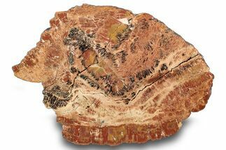 Polished, Petrified Wood (Araucarioxylon) Slab - Arizona #244081