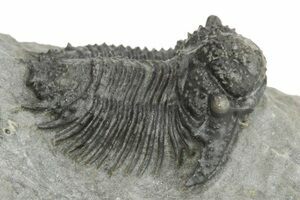 Huge Greenops Widderensis From Arkona (#4682) For Sale - FossilEra.com