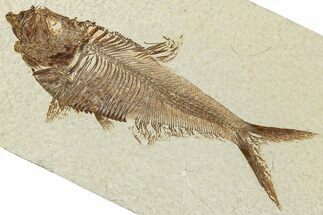 Fossil Fish (Diplomystus) - Wyoming #244160