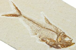 Detailed Fossil Fish (Diplomystus) - Wyoming #244172