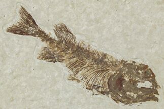 Juvenile Phareodus Fish Fossil - Scarce Species #244225