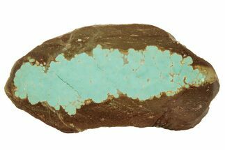 Polished Turquoise Slab - Number Mine, Carlin, NV #244466