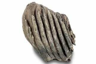 Woolly Mammoth (Mammuthus) Partial Molar - Germany #244476