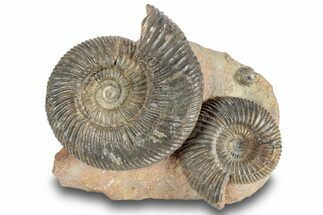 Jurassic Fossil Ammonite (Parkinsonia) Cluster - Germany #244480