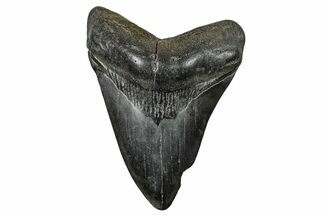 Fossil Megalodon Tooth - South Carolina #236346