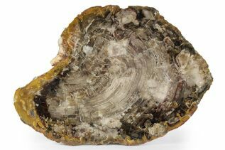 Petrified Wood For Sale 