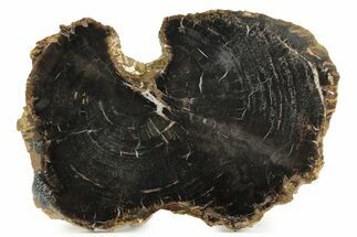 Triassic Polished Petrified Wood Round - Circle Cliffs, Utah #244646