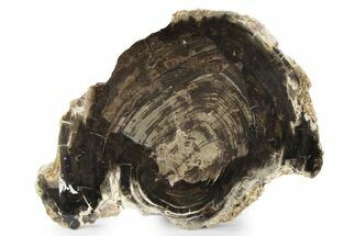 Polished Petrified Wood Slab - Utah #244680
