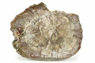 Petrified Wood (Woodworthia) Round - Arizona #244735