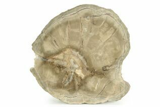 Petrified Wood For Sale
