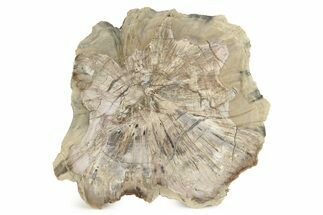 Petrified Wood (Woodworthia) Round - Arizona #244783