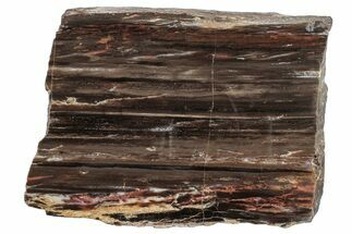 Triassic Petrified Wood (Conifer) Slab - Circle Cliffs, Utah #244858