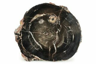 Polished Petrified Wood Round With Fungal Rot - Utah #244743