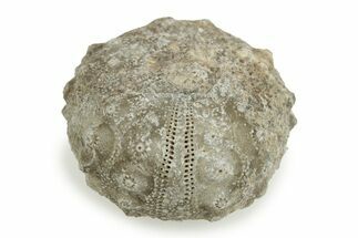 Jurassic Fossil Echinoids (Sea Urchins) - Morocco #245235