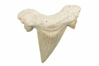 + Fossil Shark Teeth (Otodus) - Khouribga, Morocco #245236