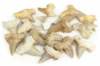 / to Fossil Otodus Shark Teeth - Khouribga, Morocco #245237