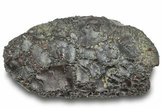 Dragon Scale Stone (Iron, Manganese, Siderite Nodule) #244970
