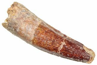 Fossil Spinosaurus Tooth - Real Dinosaur Tooth #245085