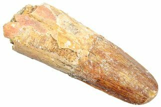 Fossil Spinosaurus Tooth - Real Dinosaur Tooth #245102