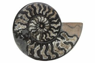 Cut & Polished Ammonite Fossil (Half) - Unusual Black Color #244960