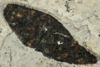 Fossil Winged Seed (Ailanthus) - Wyoming #245172