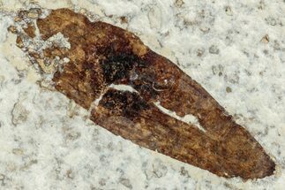 Fossil Winged Seed (Ailanthus) - Wyoming #245176