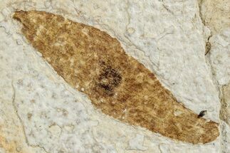 Fossil Winged Seed (Ailanthus) - Wyoming #245179