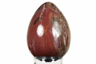 Colorful, Polished Petrified Wood Egg - Madagascar #245362