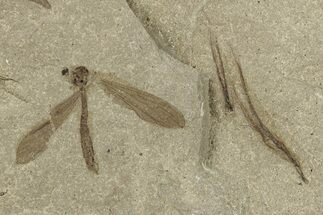 Detailed Crane Fly (Tipulidae) Fossil - Green River Formation #244699