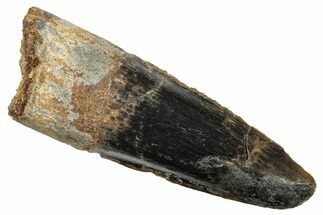 Fossil Spinosaurus Tooth - Real Dinosaur Tooth #245080